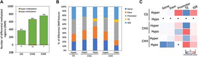 Whole-genome DNA methylome analysis of different developmental stages of the entomopathogenic fungus Beauveria bassiana NCHU-157 by nanopore sequencing